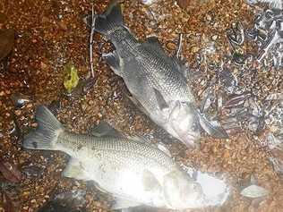 More than 500 dead fish have risen to the surface of the Clarrie Hall Dam near Uki. Picture: Jasper Gudgeon