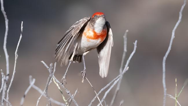 A crimson chat spotted on an outing with Longreach Birding Tours. Picture: Chris Symmons