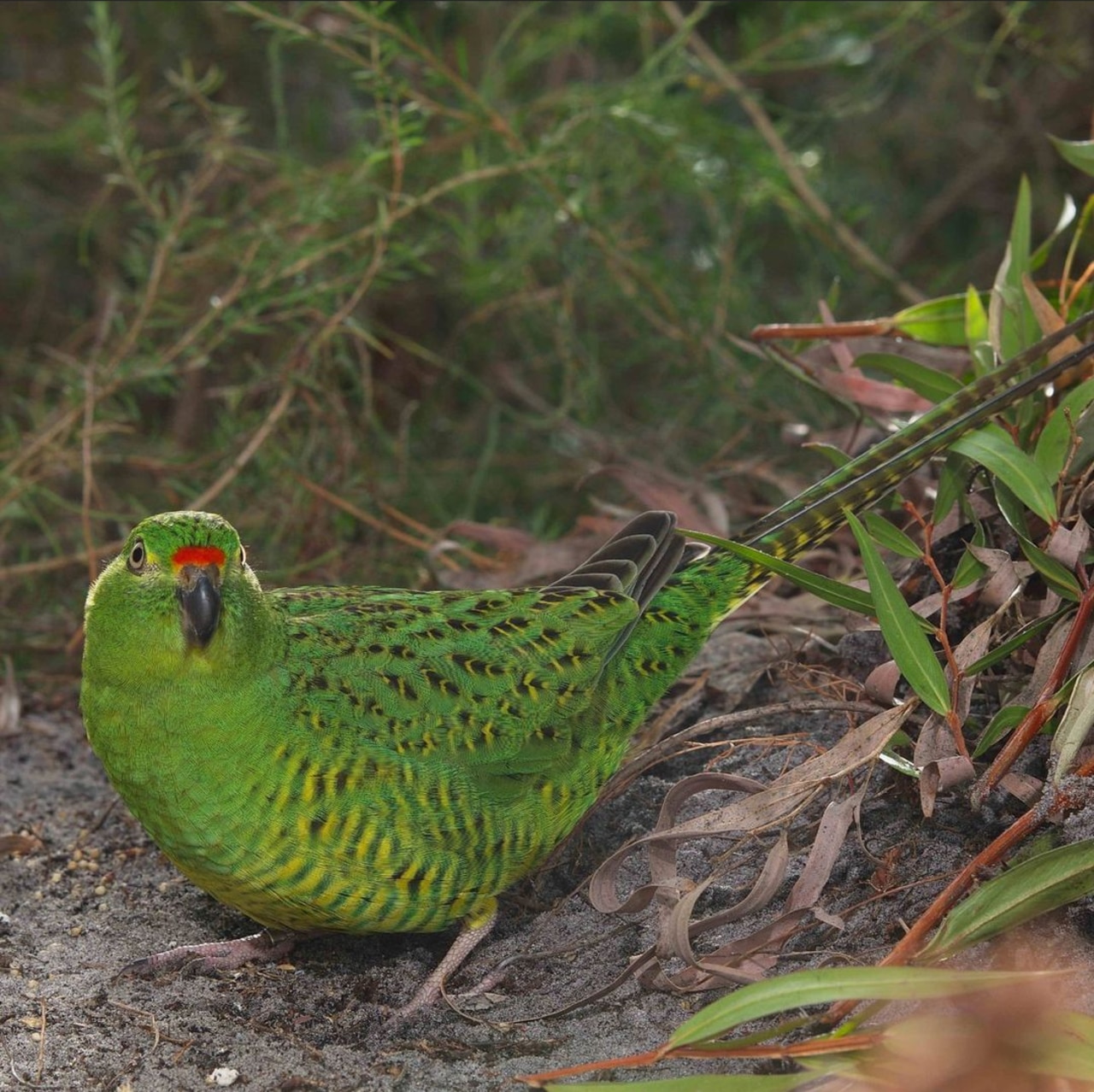 Much of the western ground parrot’s habitat was destroyed in 2015 bushfires. Picture: Instagram