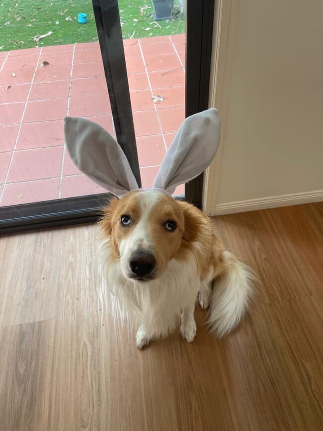 Archer from Carrara. He is the cutest cause he let me out bunny ears on him