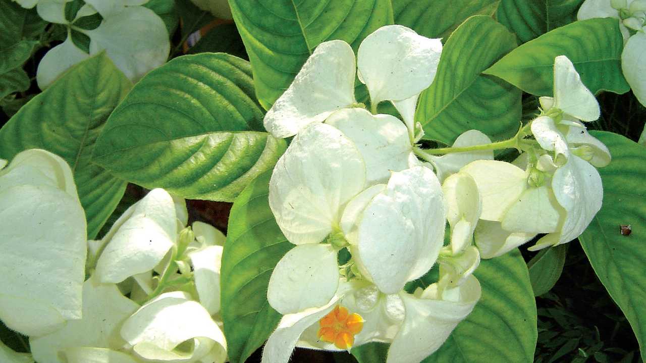 The white mussaenda's tiny flower, a simple yellow star, surrounded by bracts.