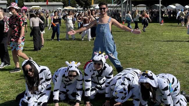 A farmer with his cows at Groovin the Moo, Bendigo.