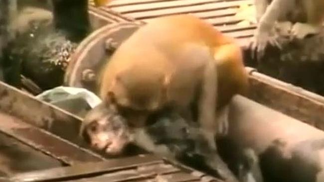 Hero monkey saves dying friend