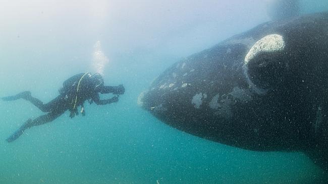 Close up ... The photographer who captured the images said the whales were friendly. Picture: Splash/Justin Hofman  