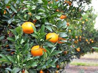 Sandbar Citrus are preparing for a busy Murcott season. Picture: Felicity Ripper