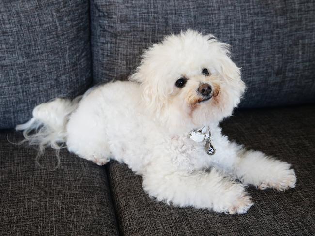 Small dog Johnny is recovering after the staffy attack. Picture: Braden Fastier