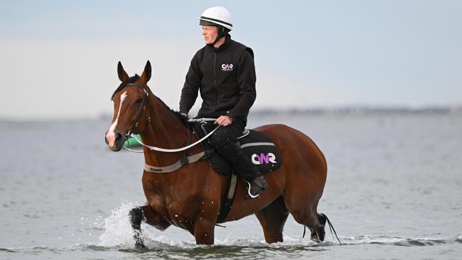 MELBOURNE, AUSTRALIA - OCTOBER 27: Cox Plate winner Via Sistina during a recovery session at Altona Beach on October 27, 2024 in Melbourne, Australia. (Photo by Vince Caligiuri/Getty Images)