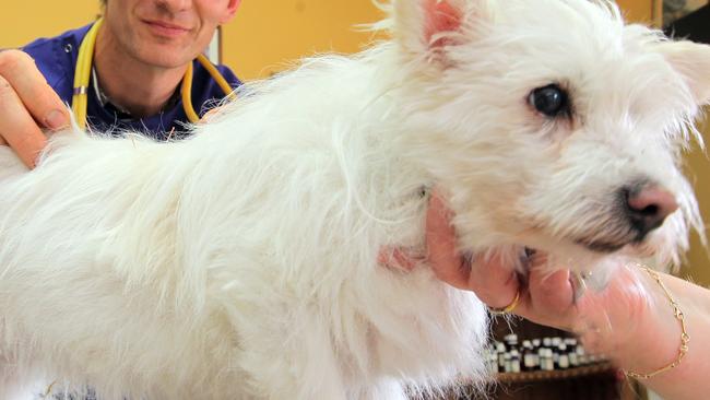 A Gold Coast vet says animals lives are at risk with no exemptions being given to vet nurses who live in the former border bubble to do their jobs.