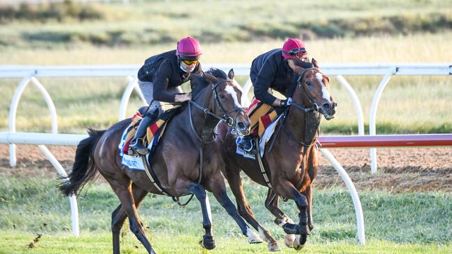 Armory (right) works alongside fellow Cox Plate runner Magic Wand at Werribee on Tuesday morning. Photo: Reg Ryan/Racing Photos via Getty Images.