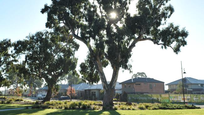 Trees such as river red gums thrive if planted with a dead animal.