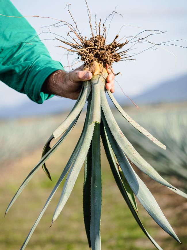 An agave plant.