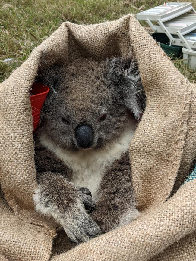 A cheerful research subject. Photo: Tara Gatehouse