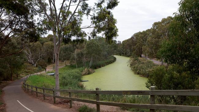 Bright-green duckweed covers the River Torrens in Adelaide, near Hackney Road. Picture: Kelly Barnes