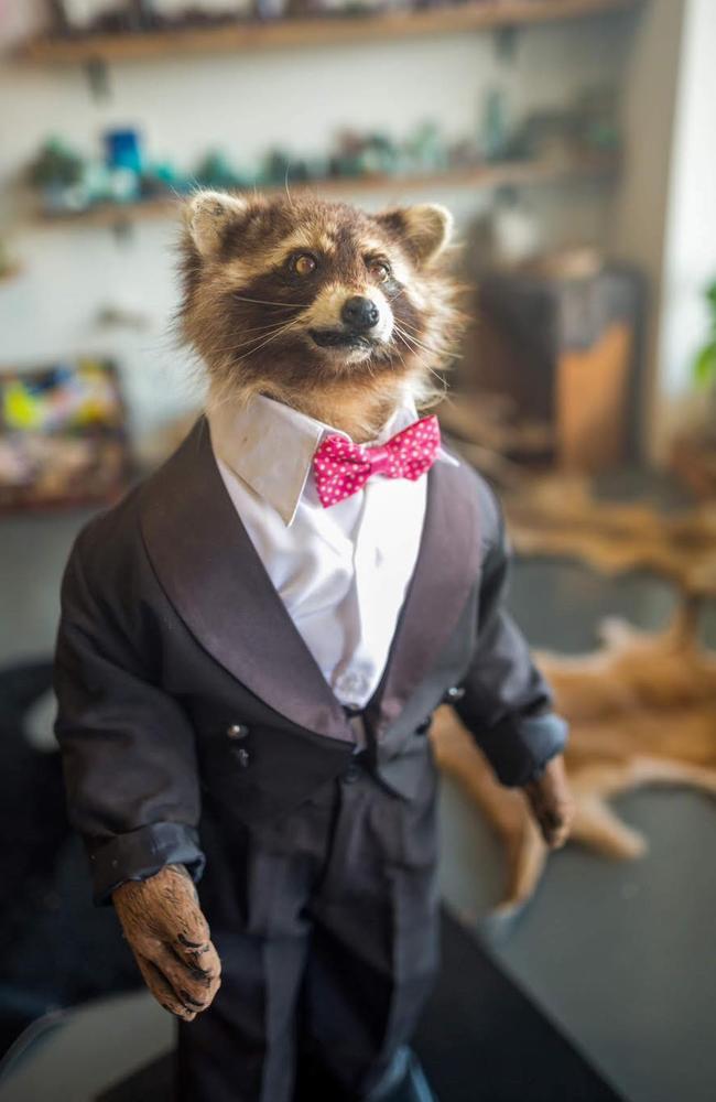 A stuffed raccoon wearing a suit called Ralph has been stolen from Witch Way Australia after a break-in at the West End store. Picture: Facebook/ Witch Way Australia