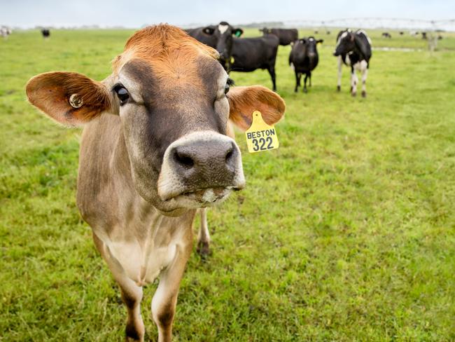 Beston dairy cows on the company's farms at Mt Gambier. Picture: SUPPLIED