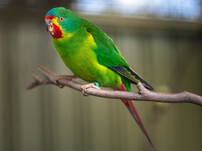 A swift parrot at Zoodoo Zoo in Tasmania. Source: Zoodoo Zoo.