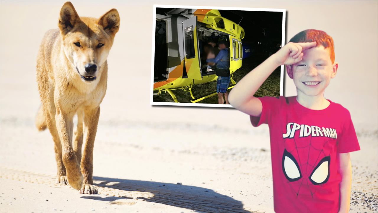 Fraser Island Dingo attack Family tells of terror as 6yearold boy mauled Herald Sun