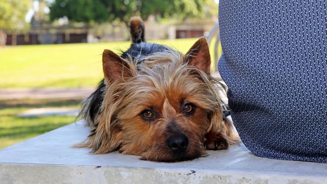 An Australian terrier was mauled by another dog in Werribee last November.