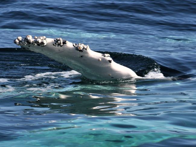 Whales spotted off Tasman Island on Sunday, 27 September 27, 2021. Picture: Ange Anderson