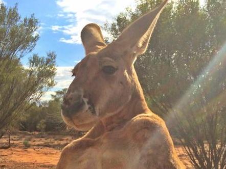 Roger, a male red kangaroo, hugs a bunny he received as an Easter gift from a fan in England. MUST CREDIT Picture: Kangaroo Sanctuary Alice Springs