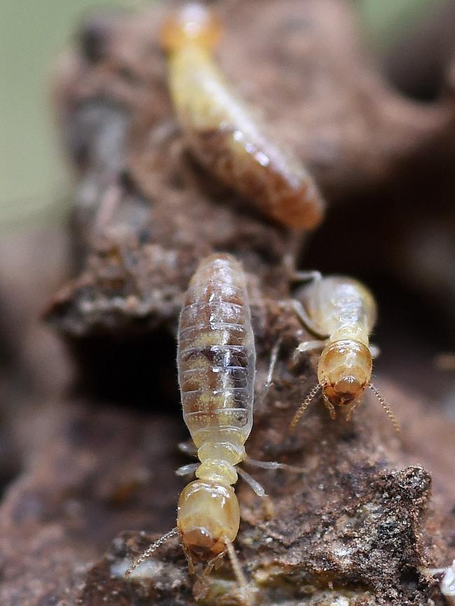 Failure to install termite barriers could lead to the unwanted guests. Picture: Dave Hunt