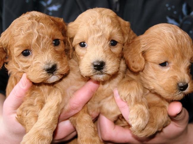 Police warn public of puppy scammers amid an investigation into attempted fraud.