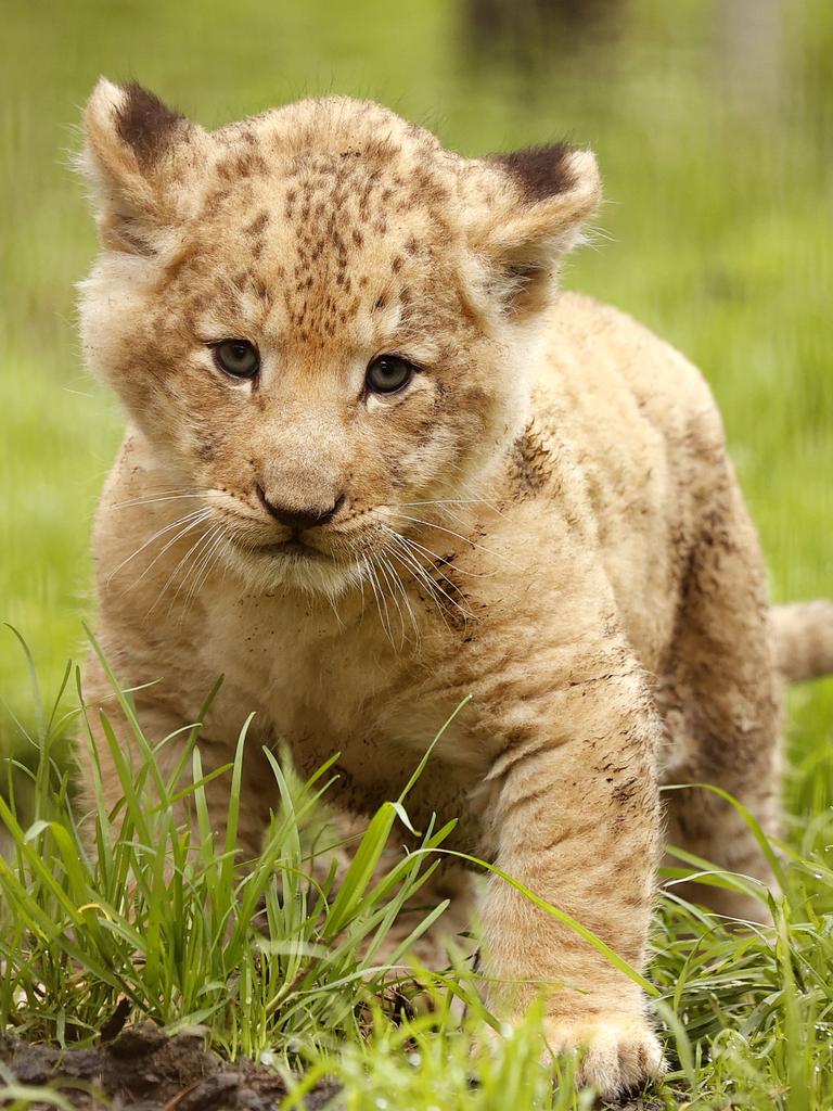 7 week-old Lion cub Roc with mum Chitwa at the Mogo Wildlife Park. Picture: Jonathan Ng