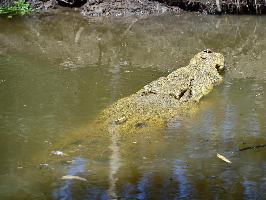 Billabong Sanctuary's new croc Krakatoa arrives to his new home. Picture: Shae Beplate.