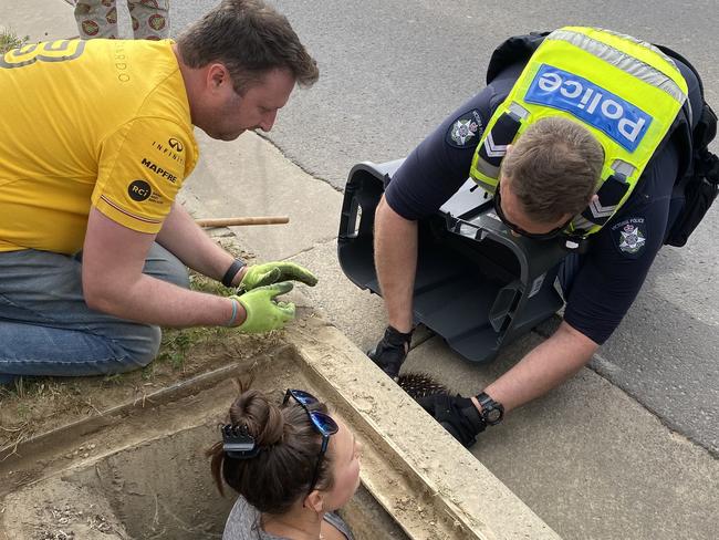 Michelle Curtain lowered herself into the drain while members of the public and police attempted to budge the animal out.