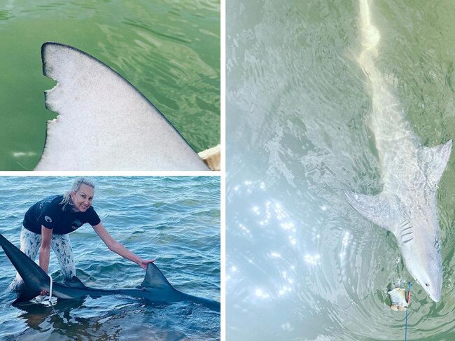 Massive bull shark caught metres from canal-front homes on Sunshine Coast