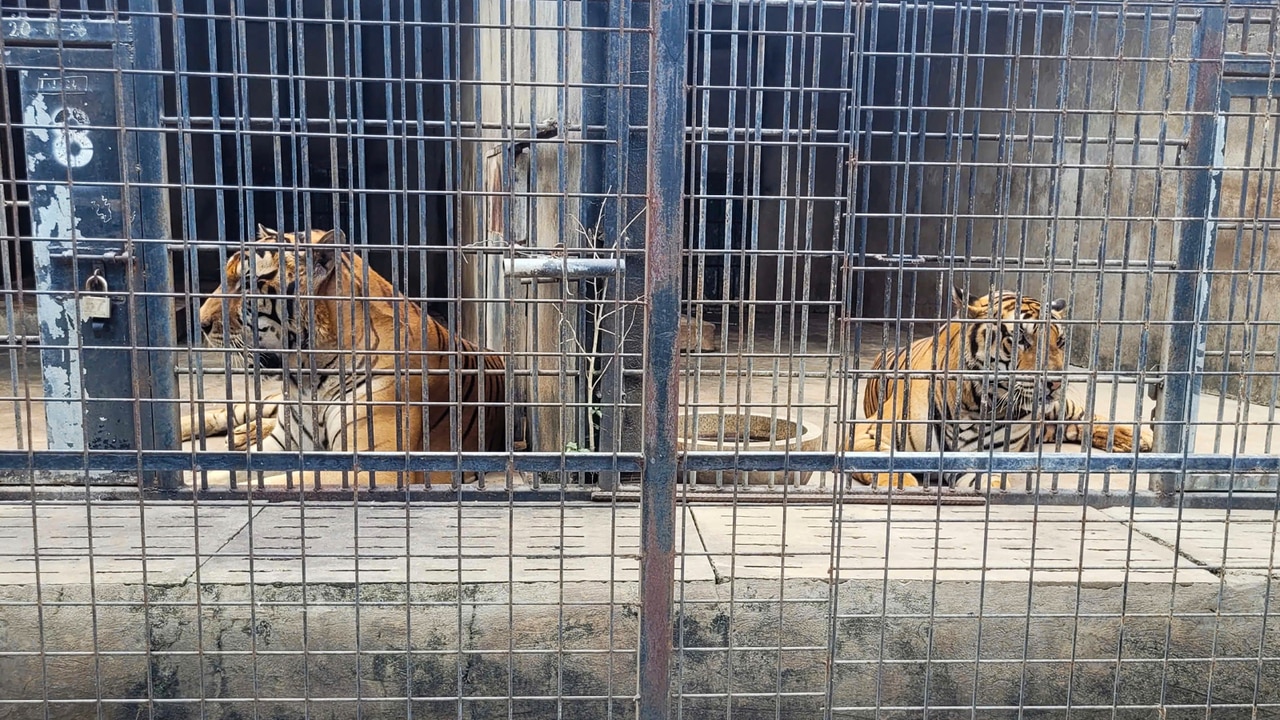 Bird flu outbreak leaves tigers dead at Vietnam zoo 