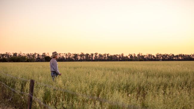 Susan Jacobs Photography - Ben looks out over a crop on the family farm.