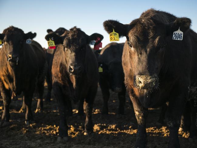 Cattle at the Wanderribby Feedlot at Meningie in South Australia's south-east. Picture: New Era Media.