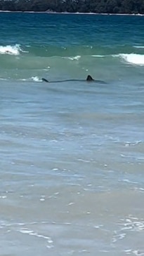 Which Beaches in Perth Have Shark Nets?