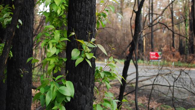 Some of the burnt trees on the road to the Tahune Airwalk are showing signs of regrowth. Picture: Sustainable Timber Tasmania