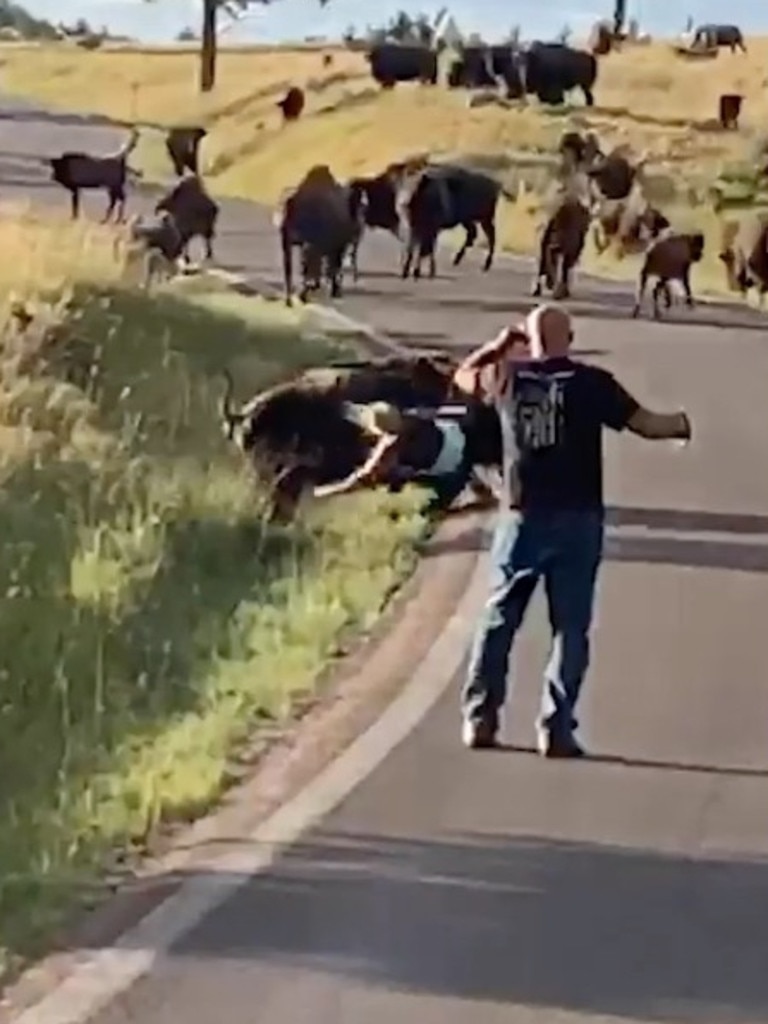 Bison Rips Off Womans Pants In Horrifying Attack Caught On Video Au — Australias