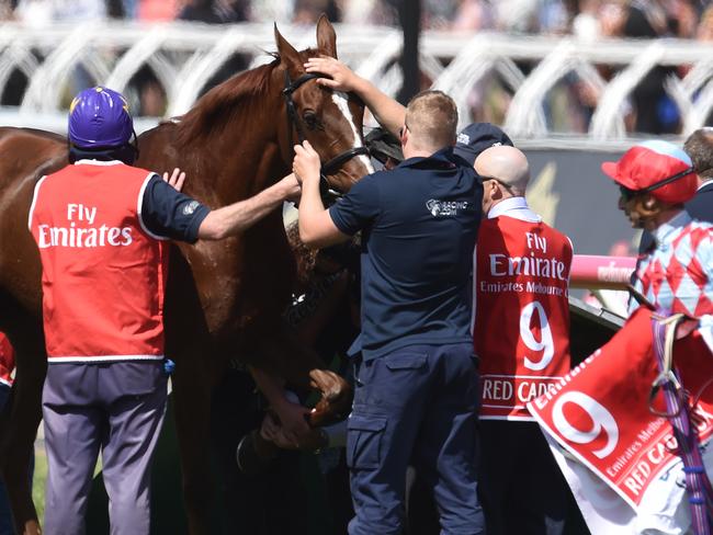 Red Cadeaux is attended to after failing to finish the Melbourne Cup.