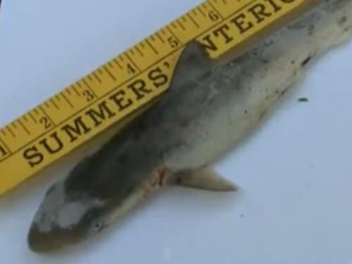 Baby shark falls from sky. Picture: wavy.com