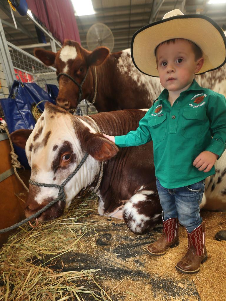 Archie Wickham, 3, from Lake Bogga, with Australian Short Horn Junior Champion and Grand Champion cow Roly Park Tasmania, Lake Bogga at the Royal Melbourne Show. Picture: Yuri Kouzmin