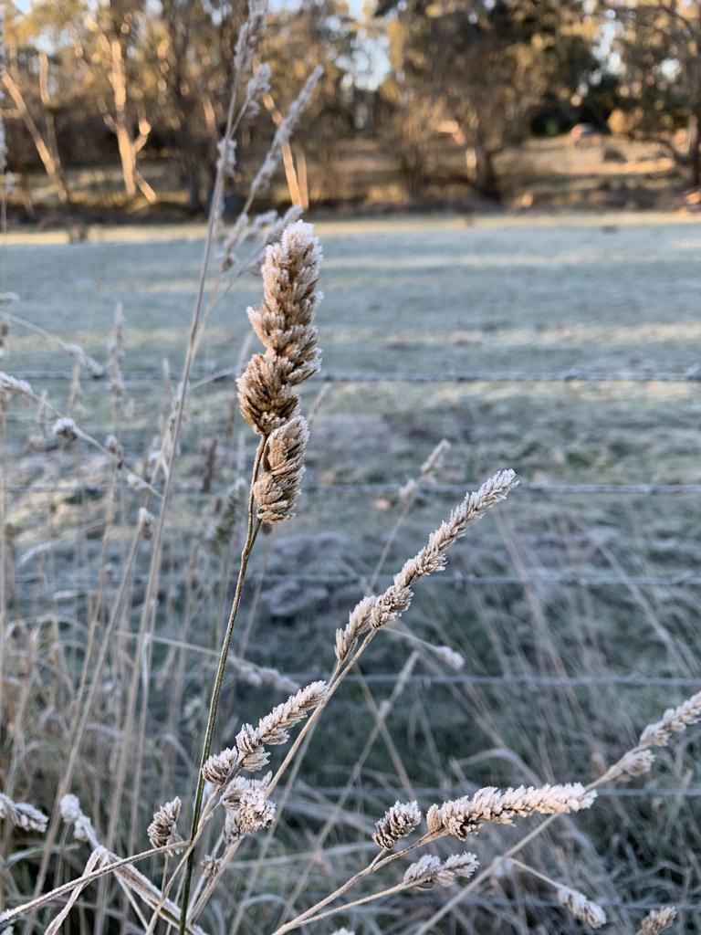 Ice-tipped weeds at Oakbank. Picture: Emily Dawe