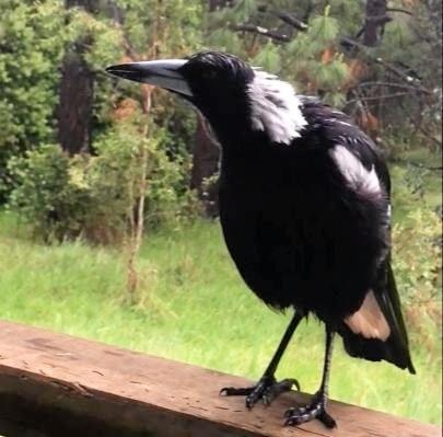 A magpie has become a viral sensation for mimicking a neighbour's pet dog. Picture: My Holistic House