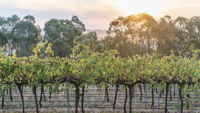 Vines grow at Borambola Winery, Wagga Wagga.