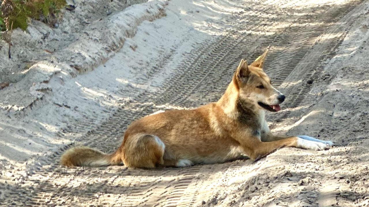 Warning after woman charged at by dingoes on K’gari