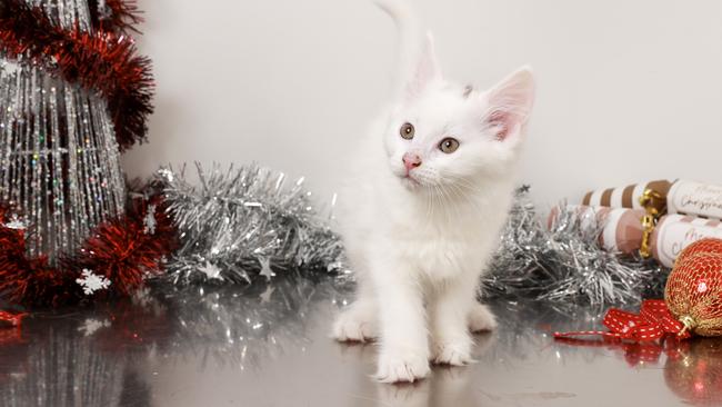 Momo’s Christmas wish is for a family to call her own. Picture: Justin Lloyd.