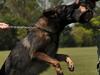 ‘Do you want to get bitten?’: Cops release dog on handcuffed boy