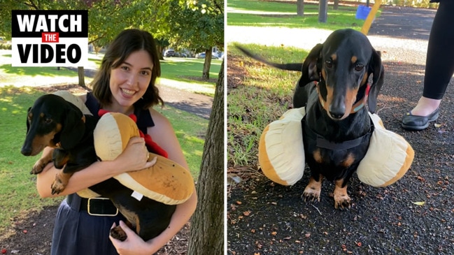 Eva the Democracy Sausage Dog picks election winner