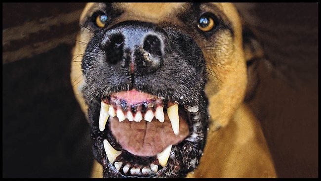 Desexing order for bad-natured pets given teeth | news.com.au ...