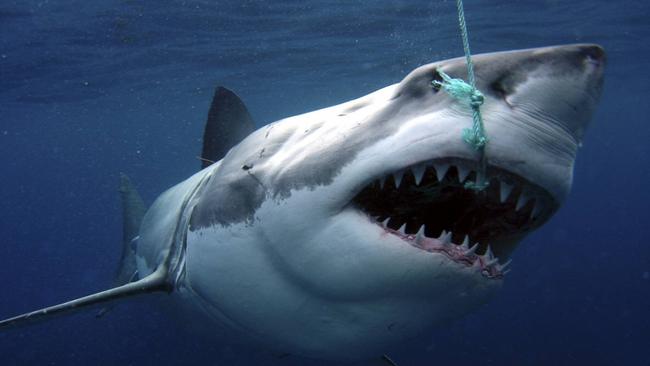 02/03/2009: A white pointer shark being tagged for CSIRO research 13 May 2008. Pic. Supplied Perthnow generic library great white shark