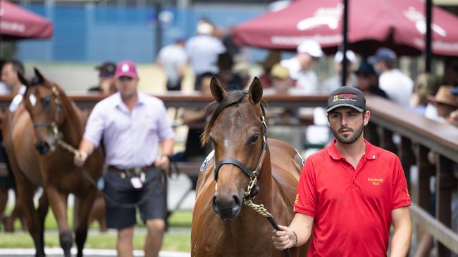 Action from day two of the Magic Millions sales. Picture by Luke Marsden.