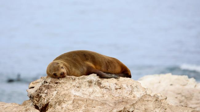 As summer approaches, Tasmanian's will see fur seals coming to shore across the state. Photo: Supplied/NRE Tasmania